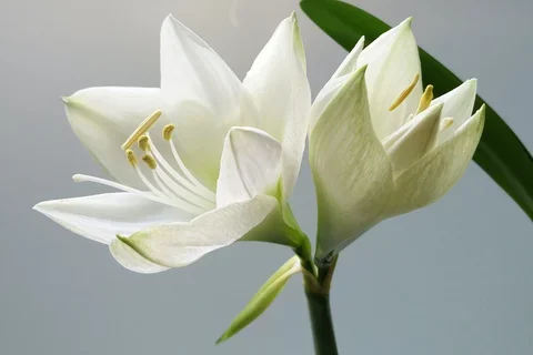 White Lillies
