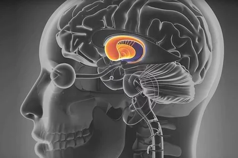 The brain with cellular activity in the striatum, a part of the brain associated with reward, movement and decision-making.