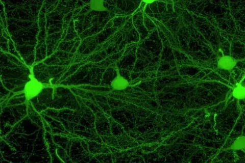 Wiring Diagram of Connectivity