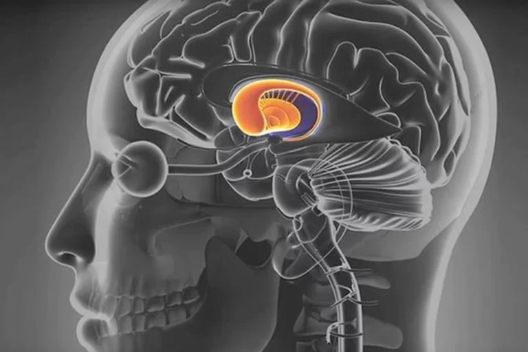 The brain with cellular activity in the striatum, a part of the brain associated with reward, movement and decision-making.