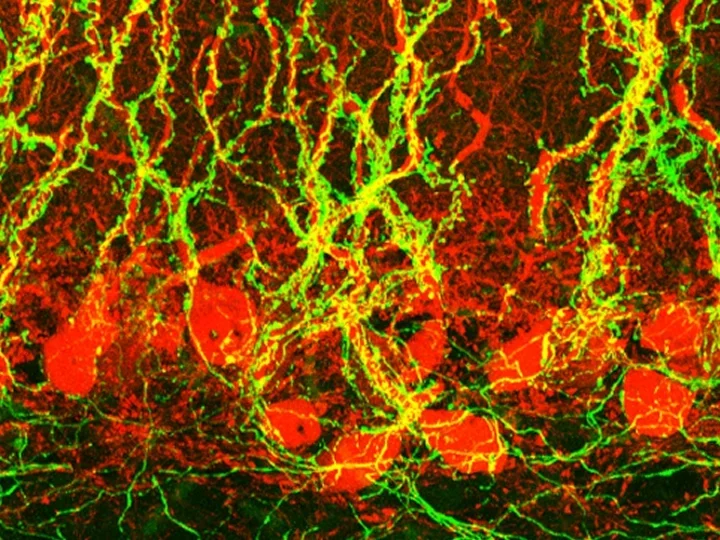 Neurobiology hero artwork