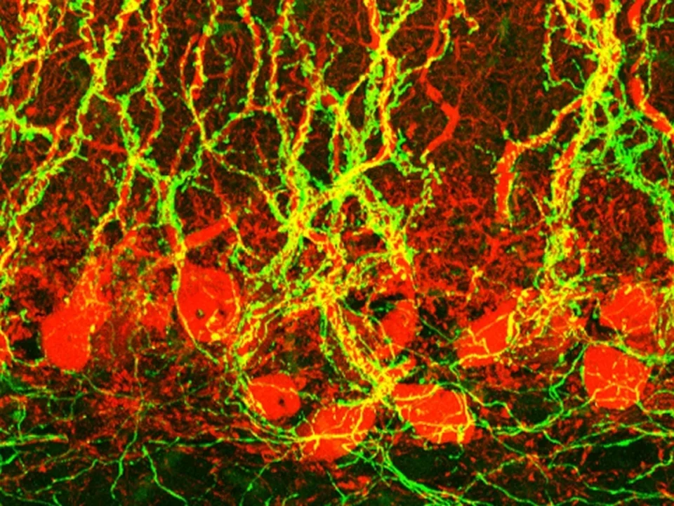 Neurobiology hero artwork