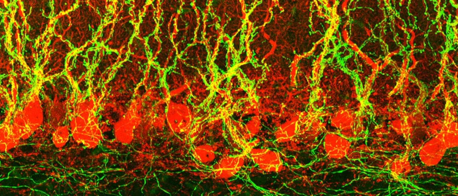 Neurobiology hero artwork