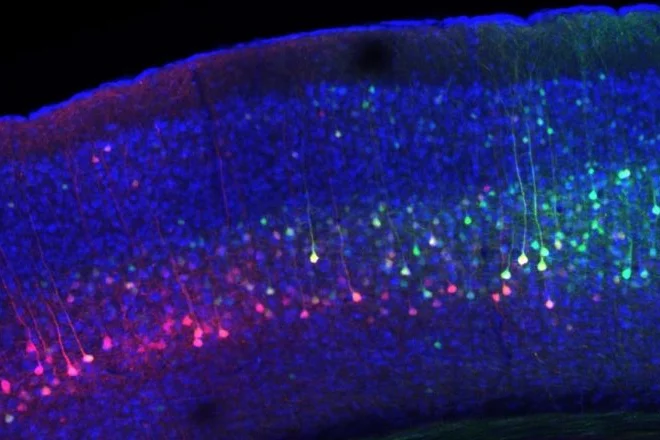 Neurons in cortical and subcortical areas of a mouse brain