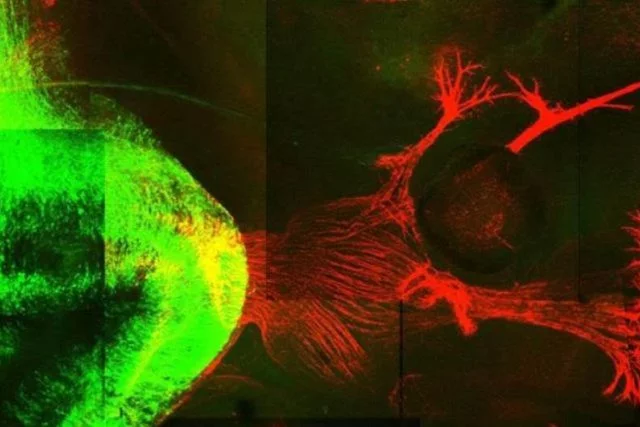 Neural stem and progenitor cells (NPCs) in mouse brain